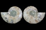 Cut & Polished Ammonite Fossil - Agatized #64936-1